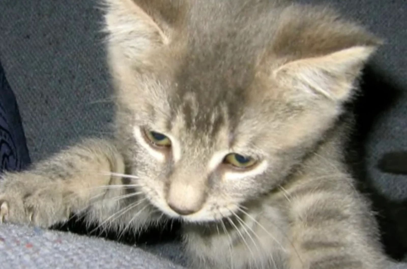 gray tabby kitten