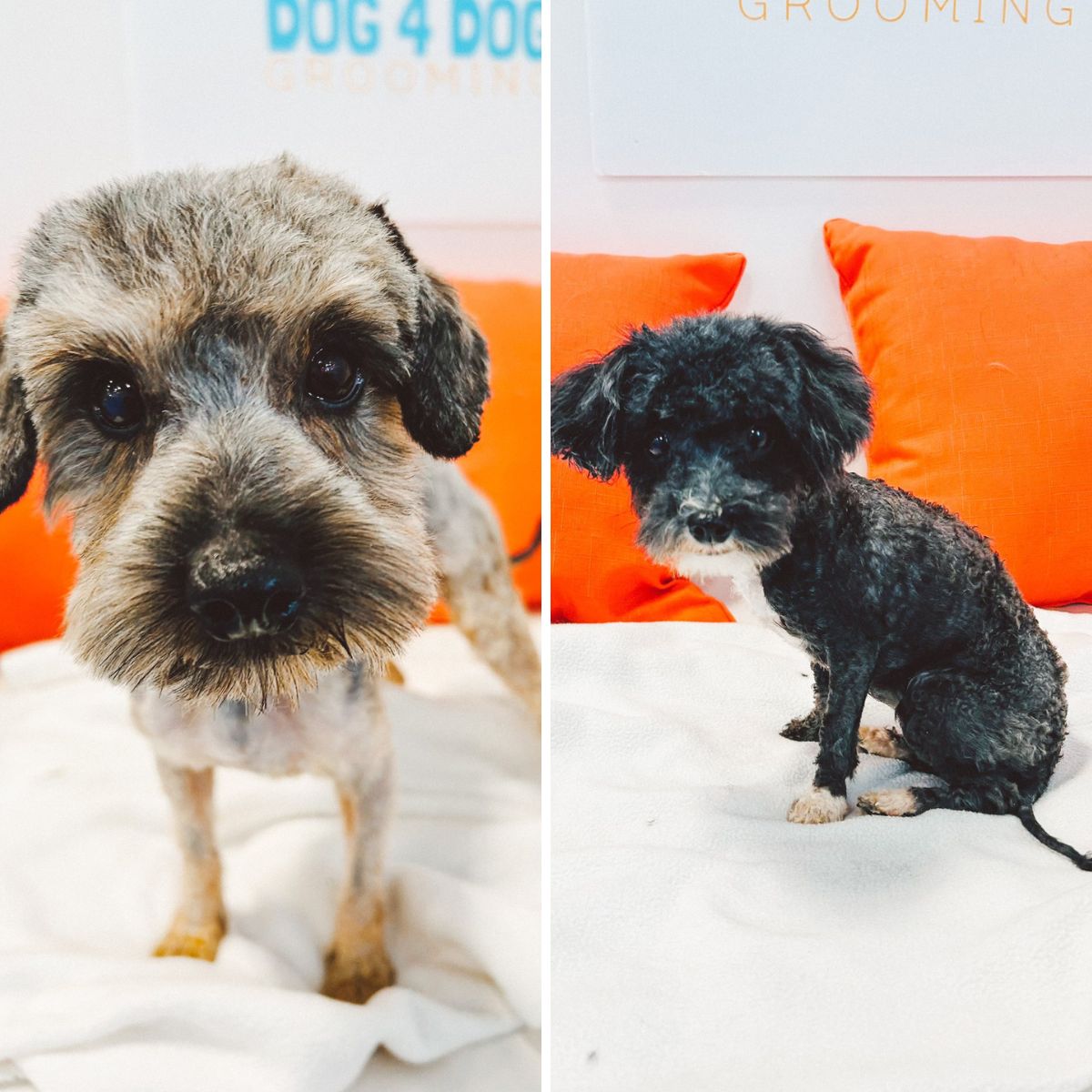 groomed dogs
