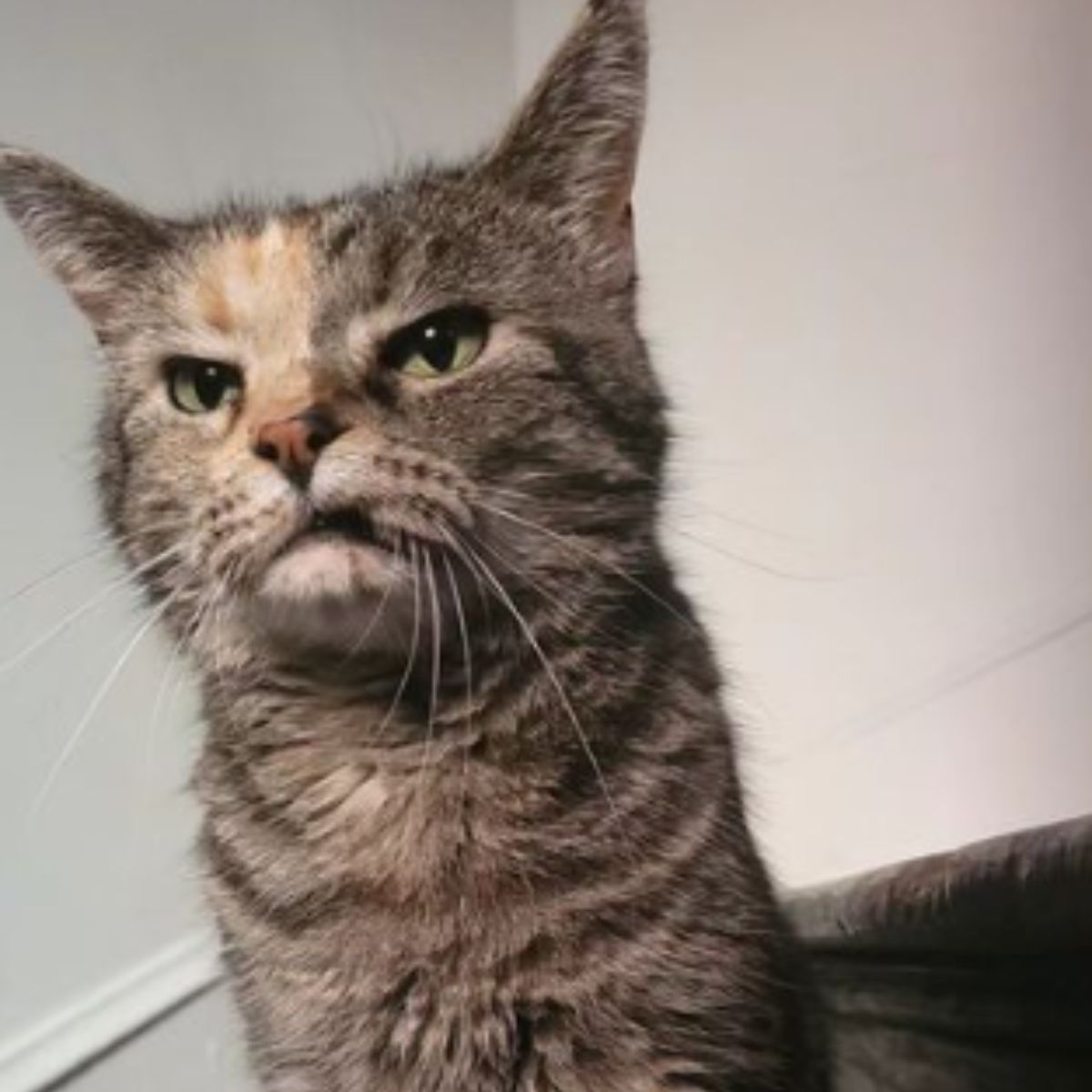 grumpy shelter cat