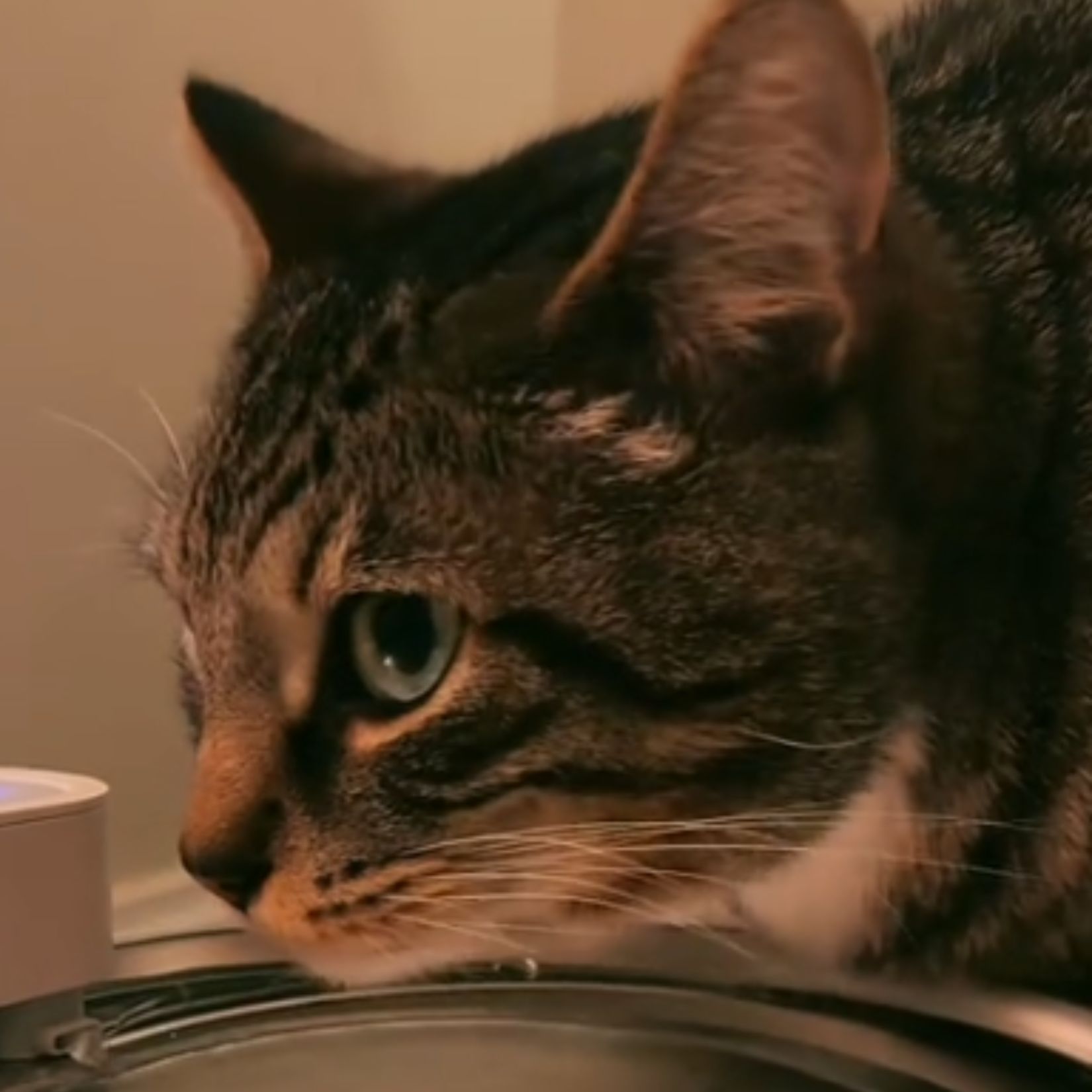 guilty cat