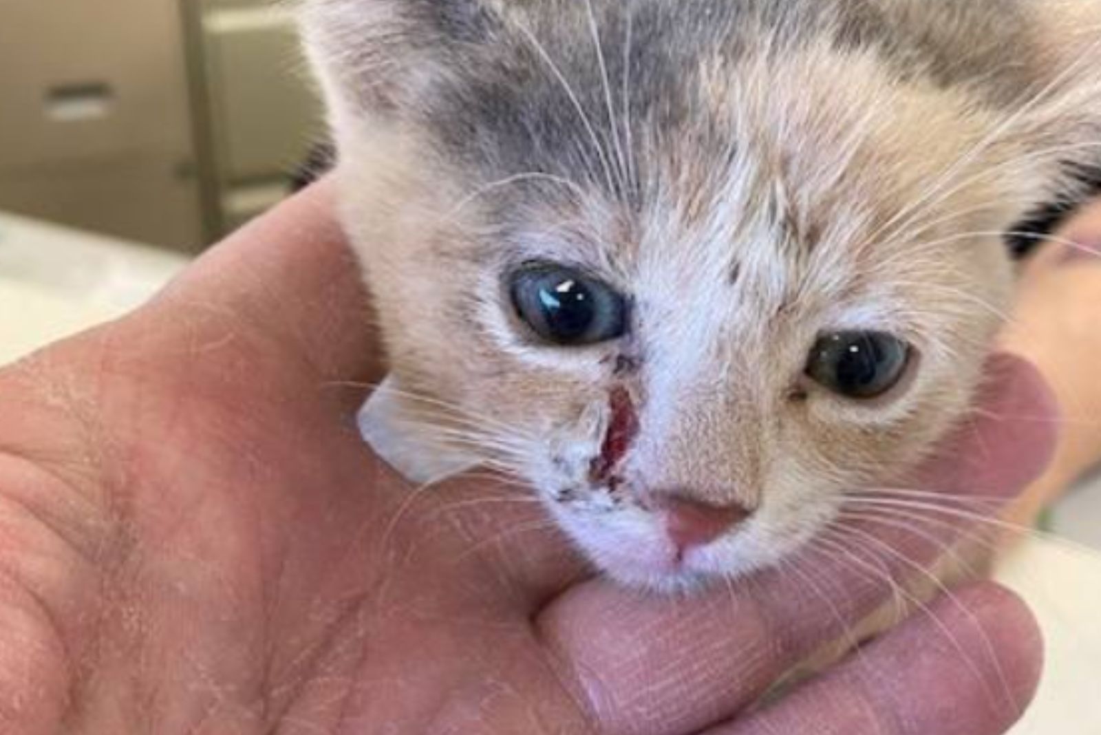hand holding kittens head