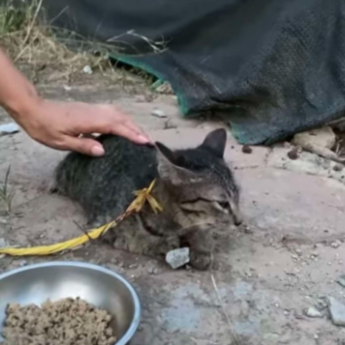 hand petting cat on a leash