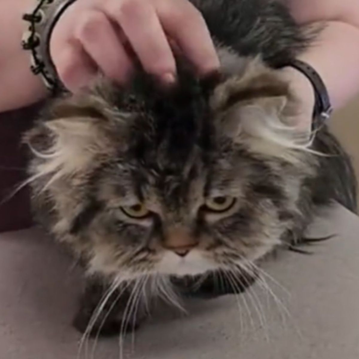 hand petting the cat