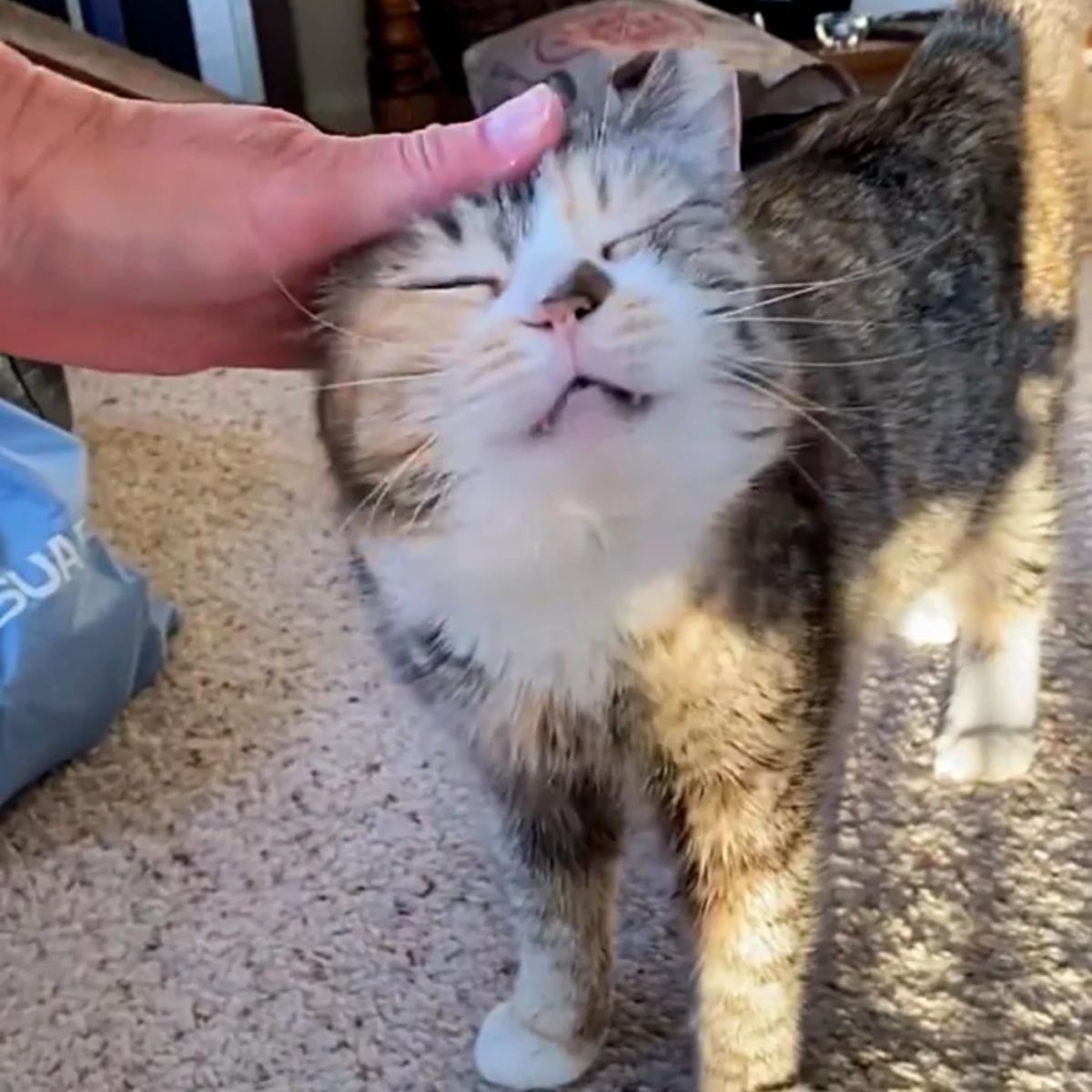 hand petting the cat