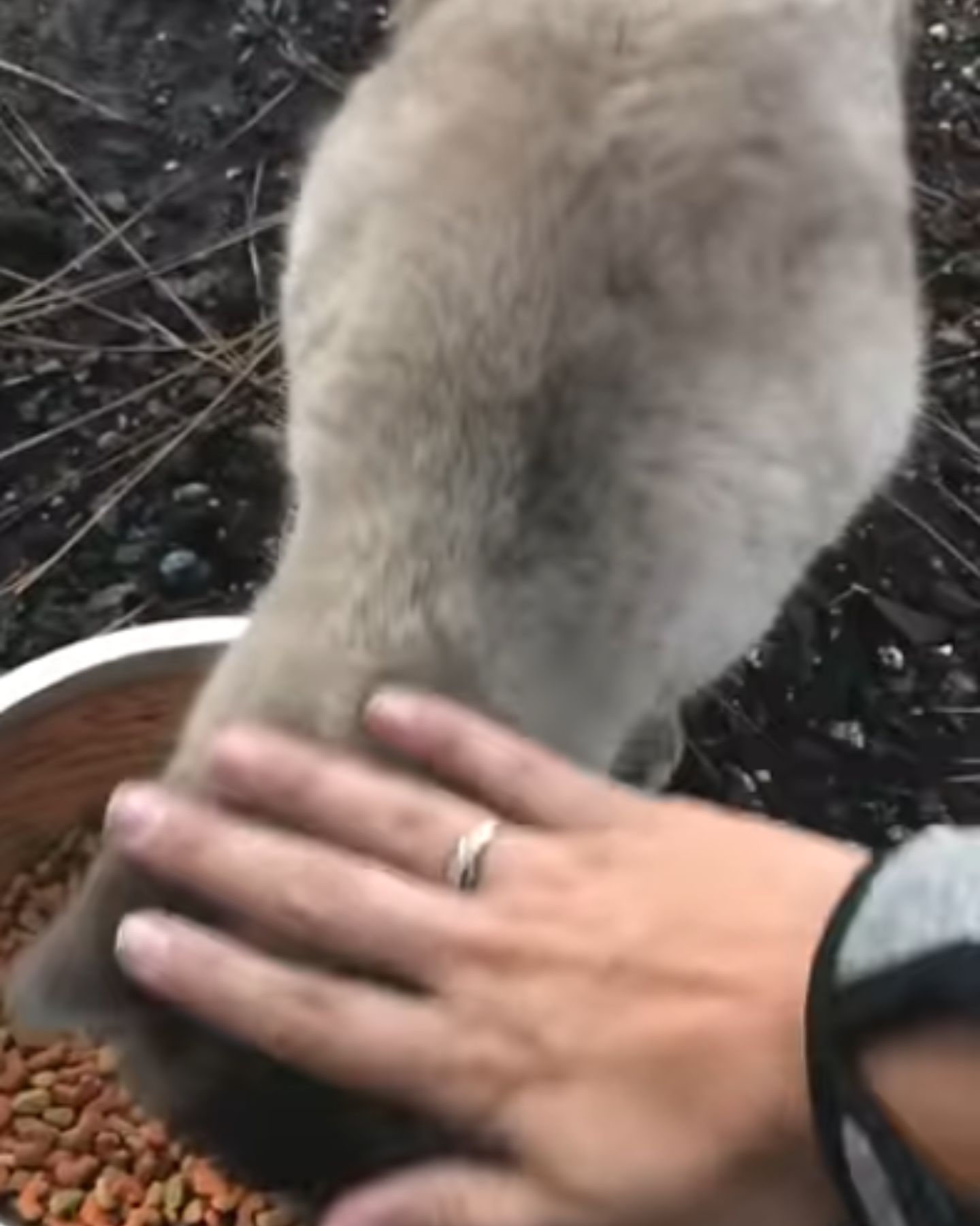 hand petting the cat