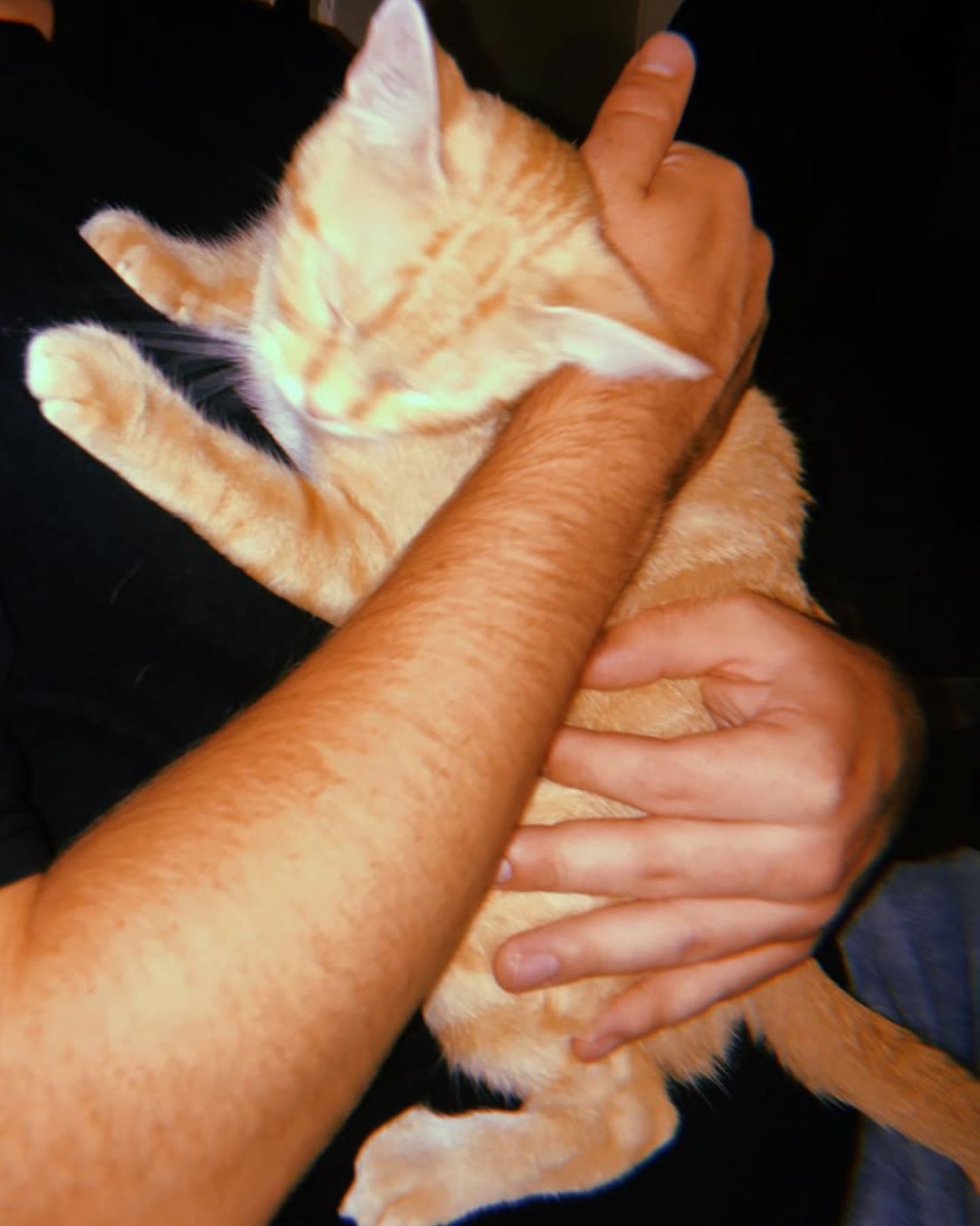 hand petting the cat