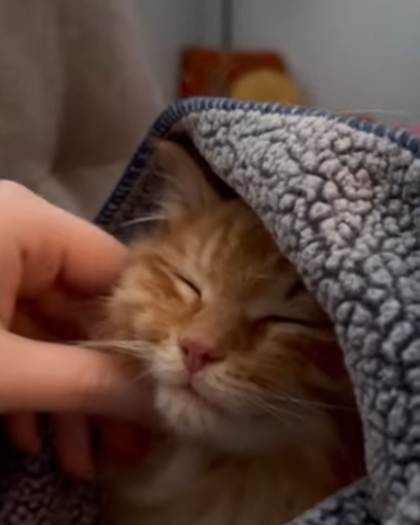 hand petting the kitten
