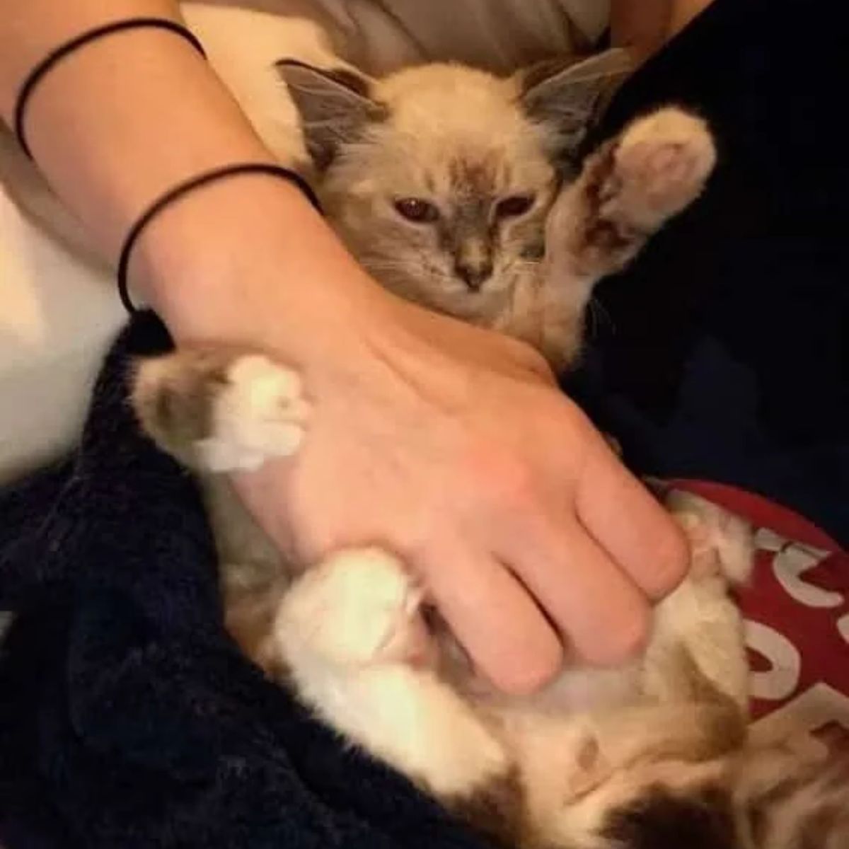 hand petting the kitten