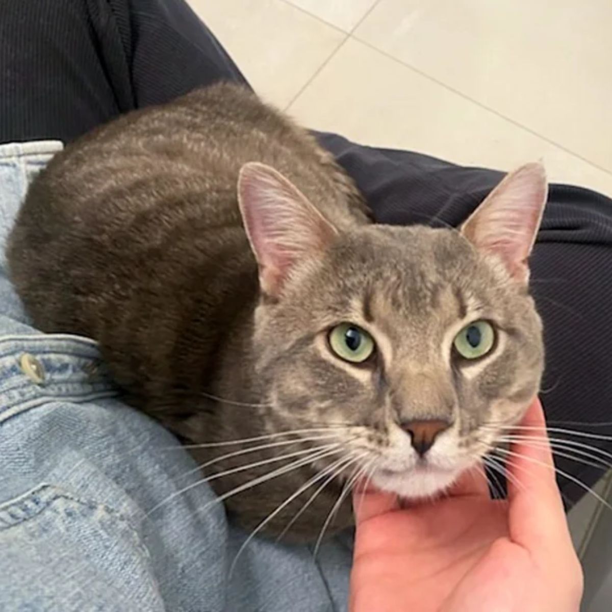 hand scratching cat