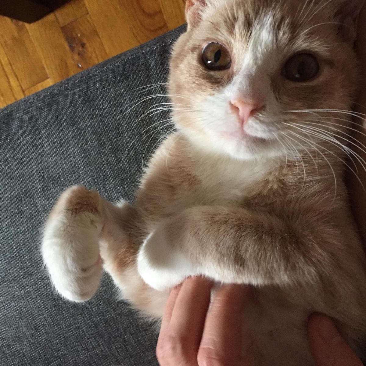 hand scratching the kitten