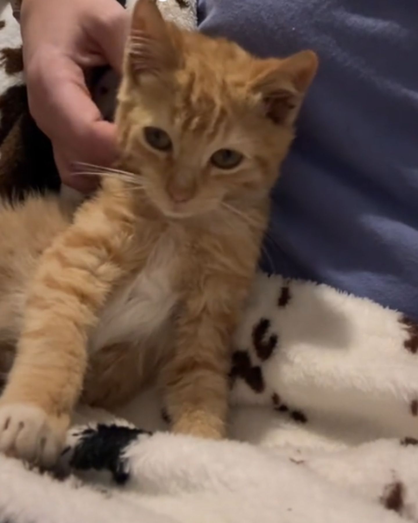 hand scratching the kitten