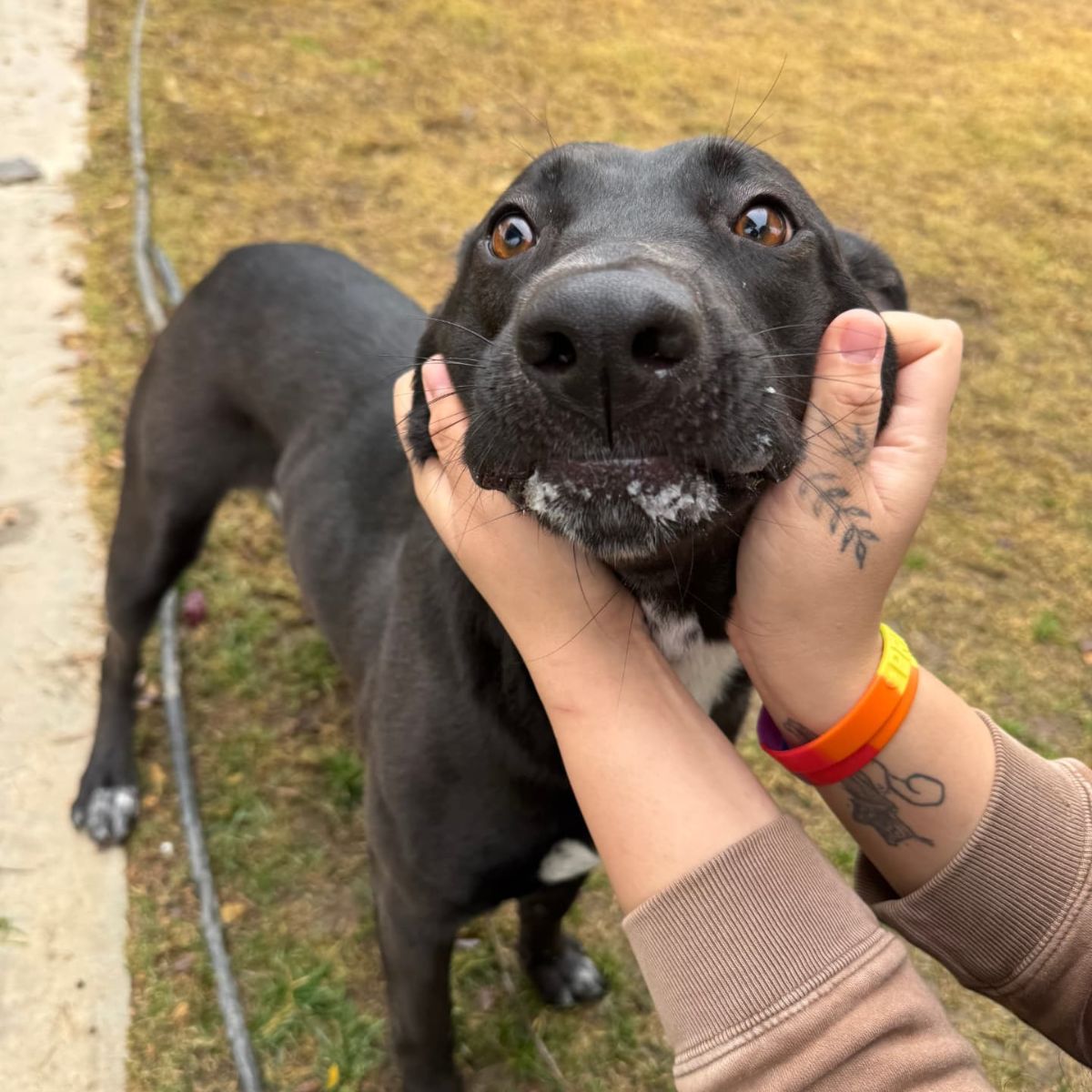 hands holding the dog