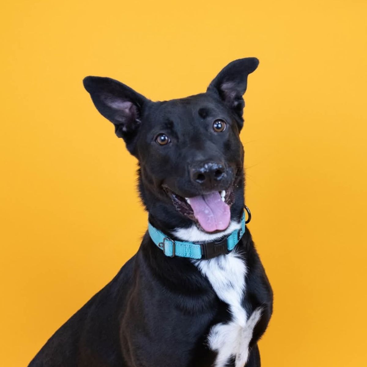 happy dog