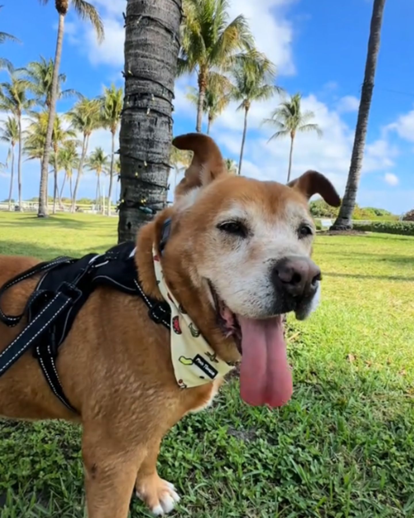 happy dog in the park