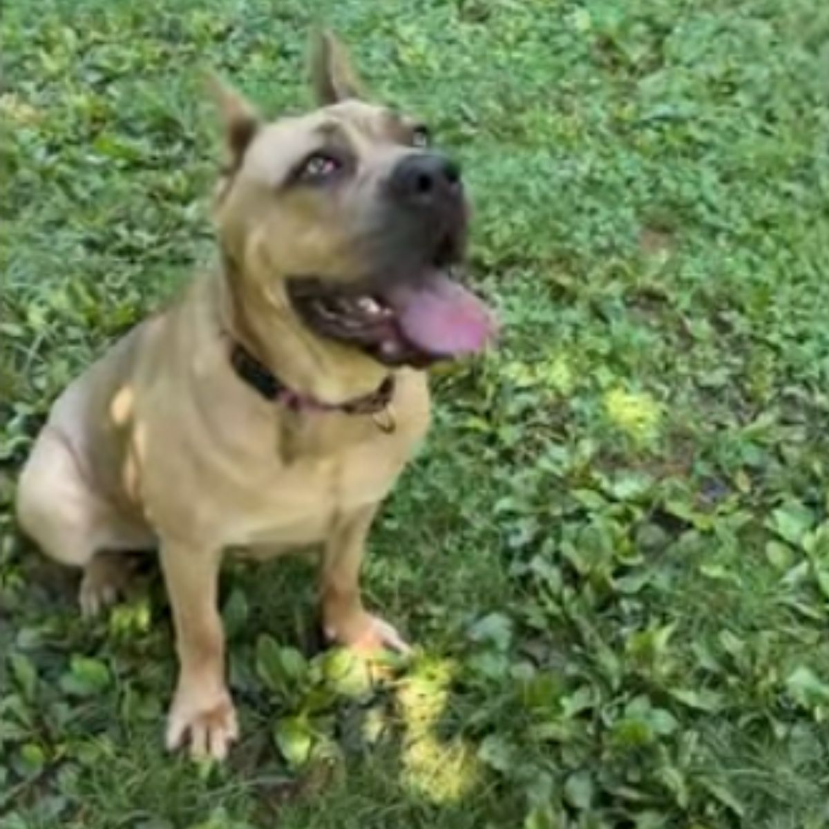 happy dog sitting on grass