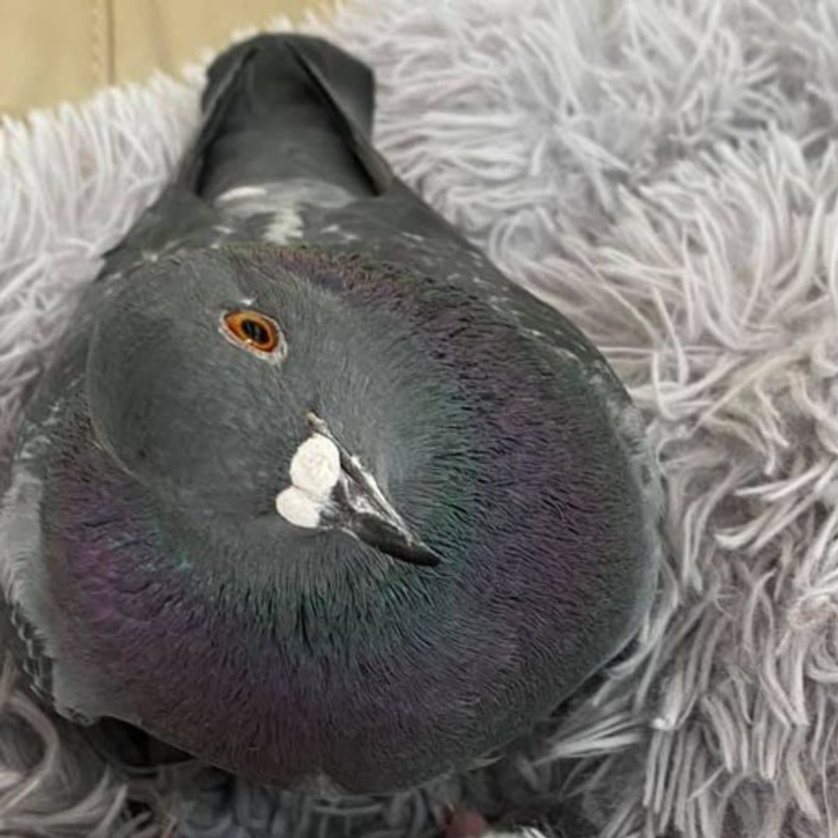 head of cute pigeon