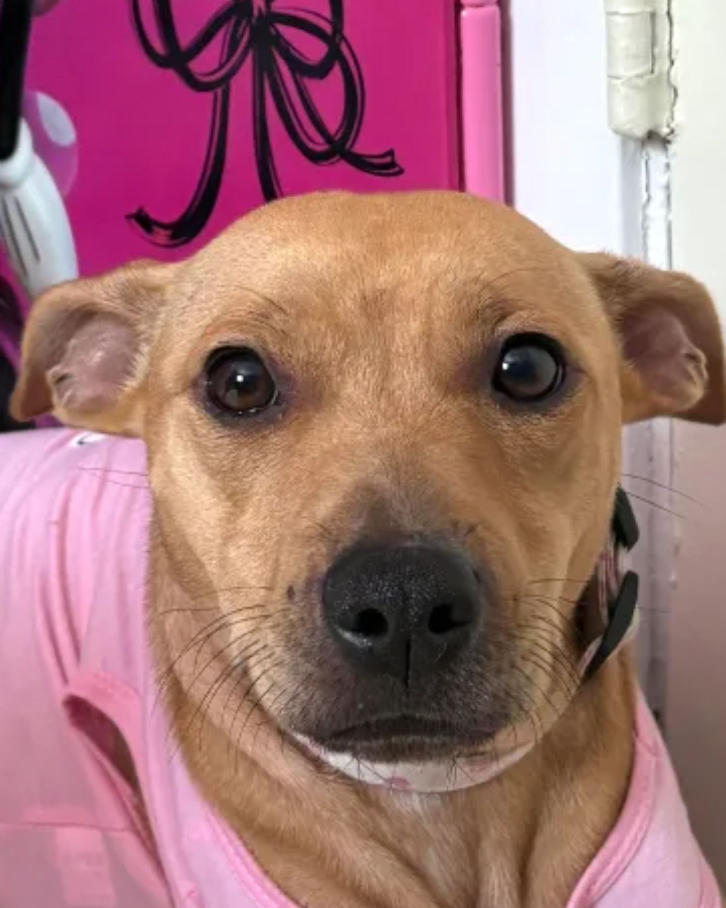head of such a cute dog