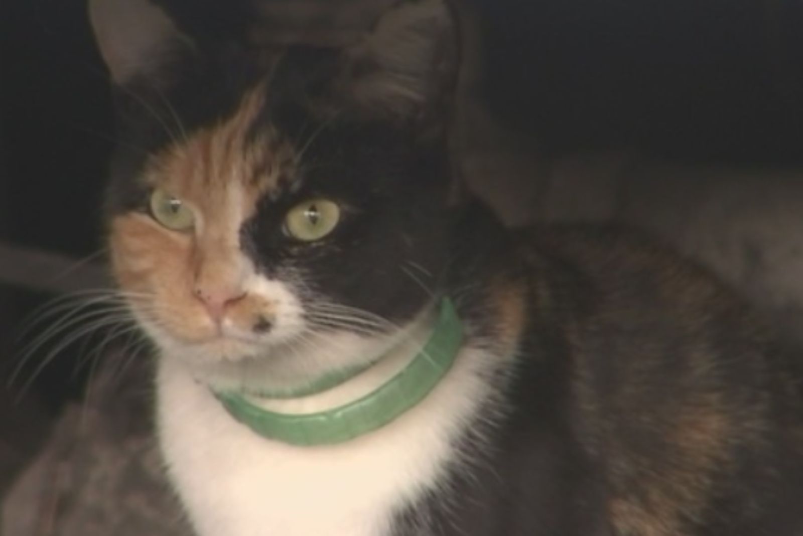 hero cat