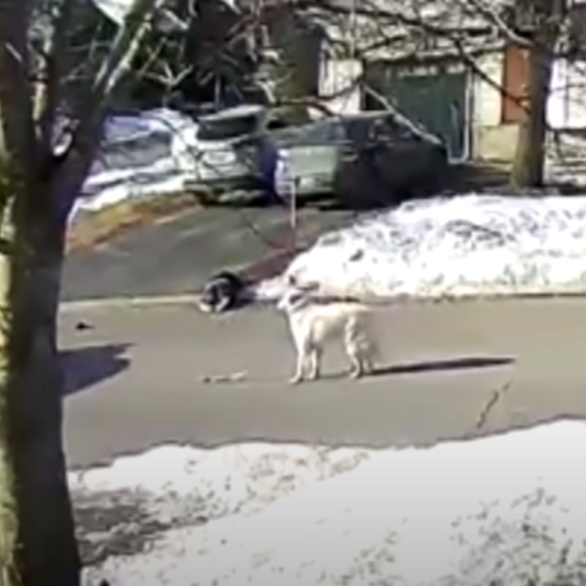hero dog blocking traffic