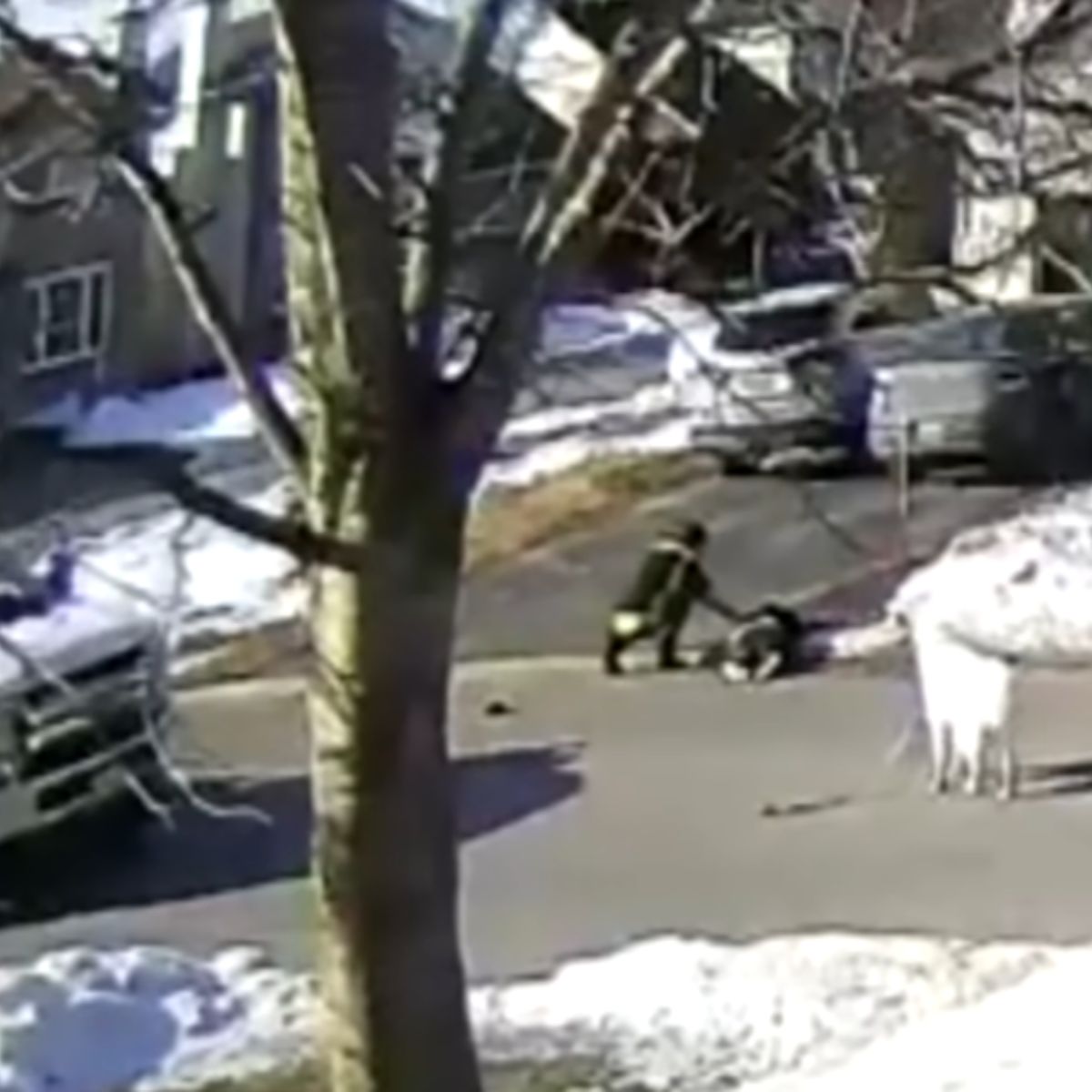 hero dog helping people