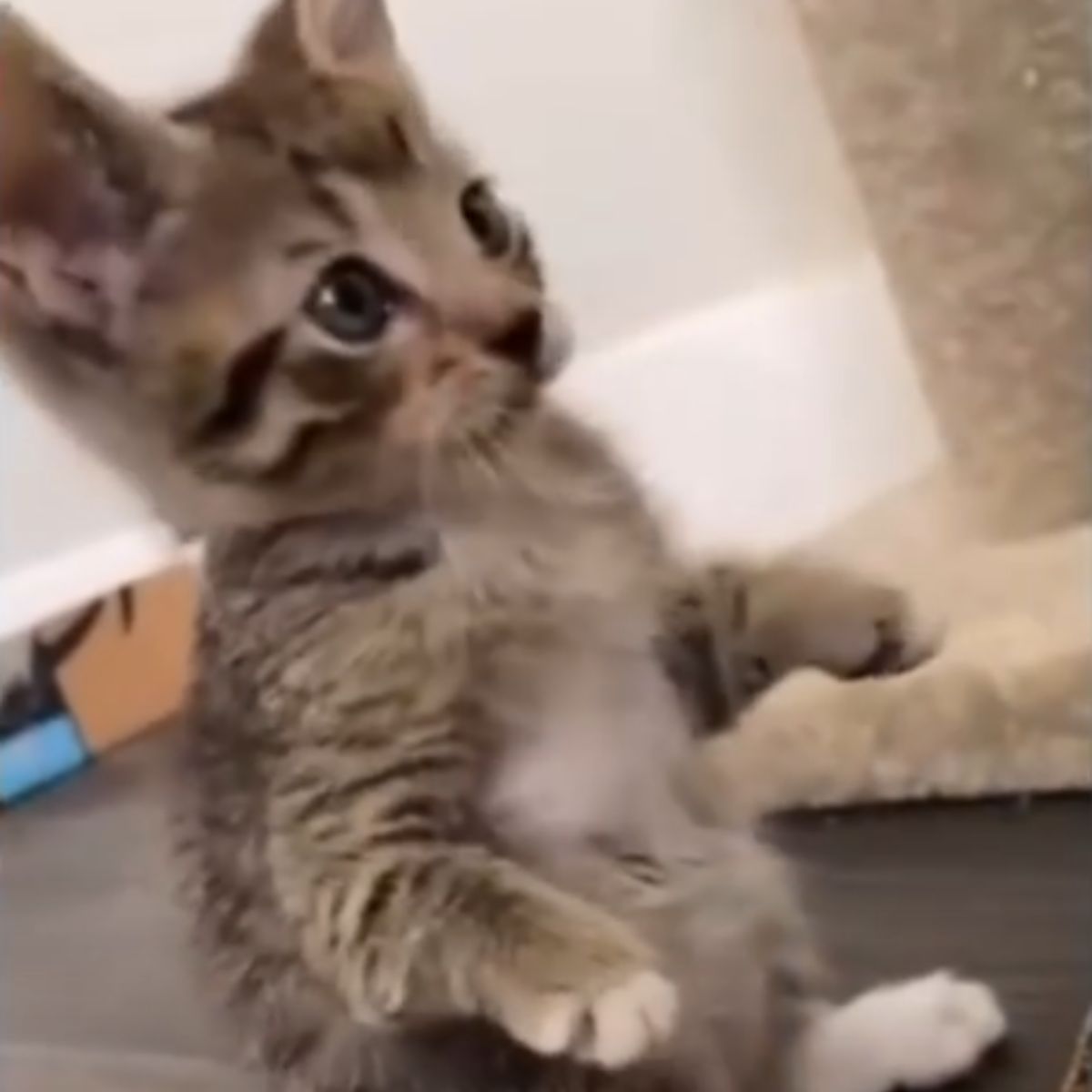 hopping cat