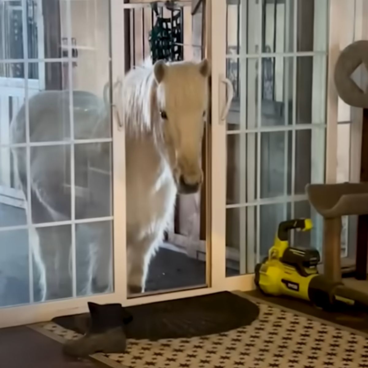horse entering the house