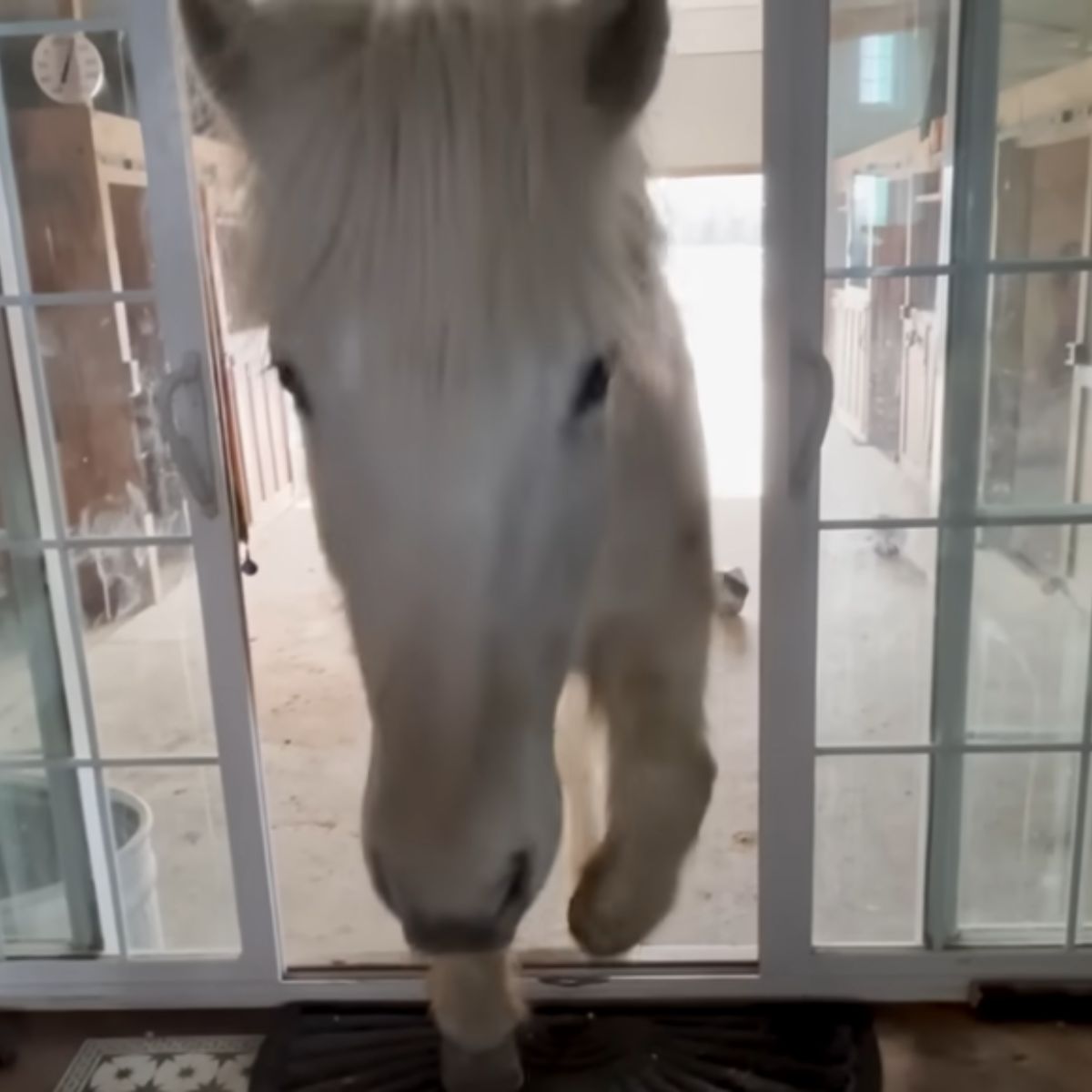 horse walking through the door