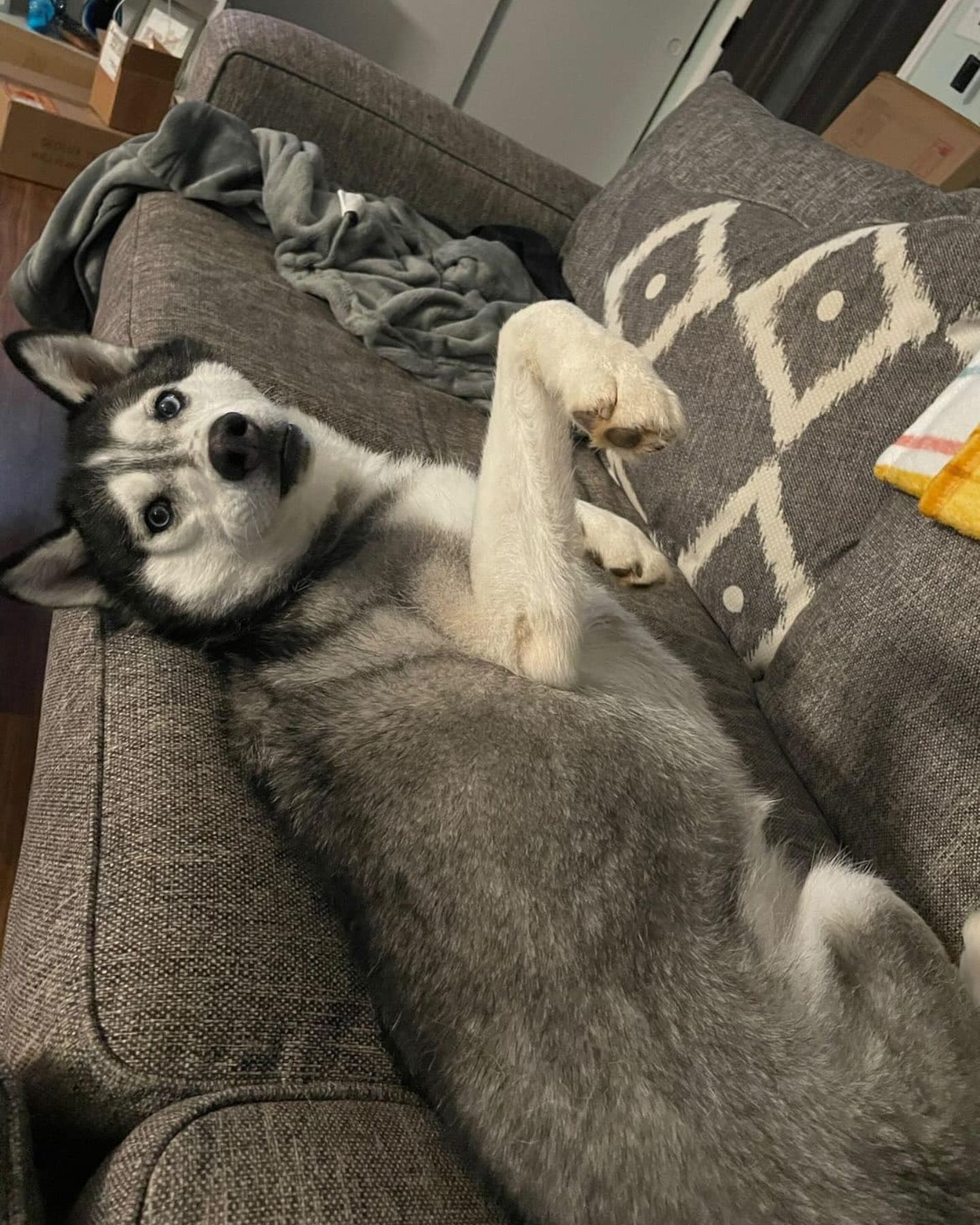 husky lying on couch