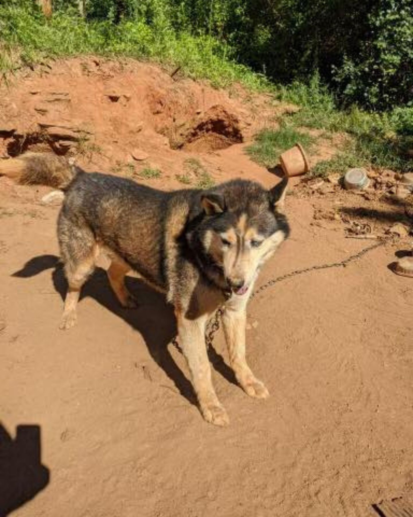 husky tied to a chain