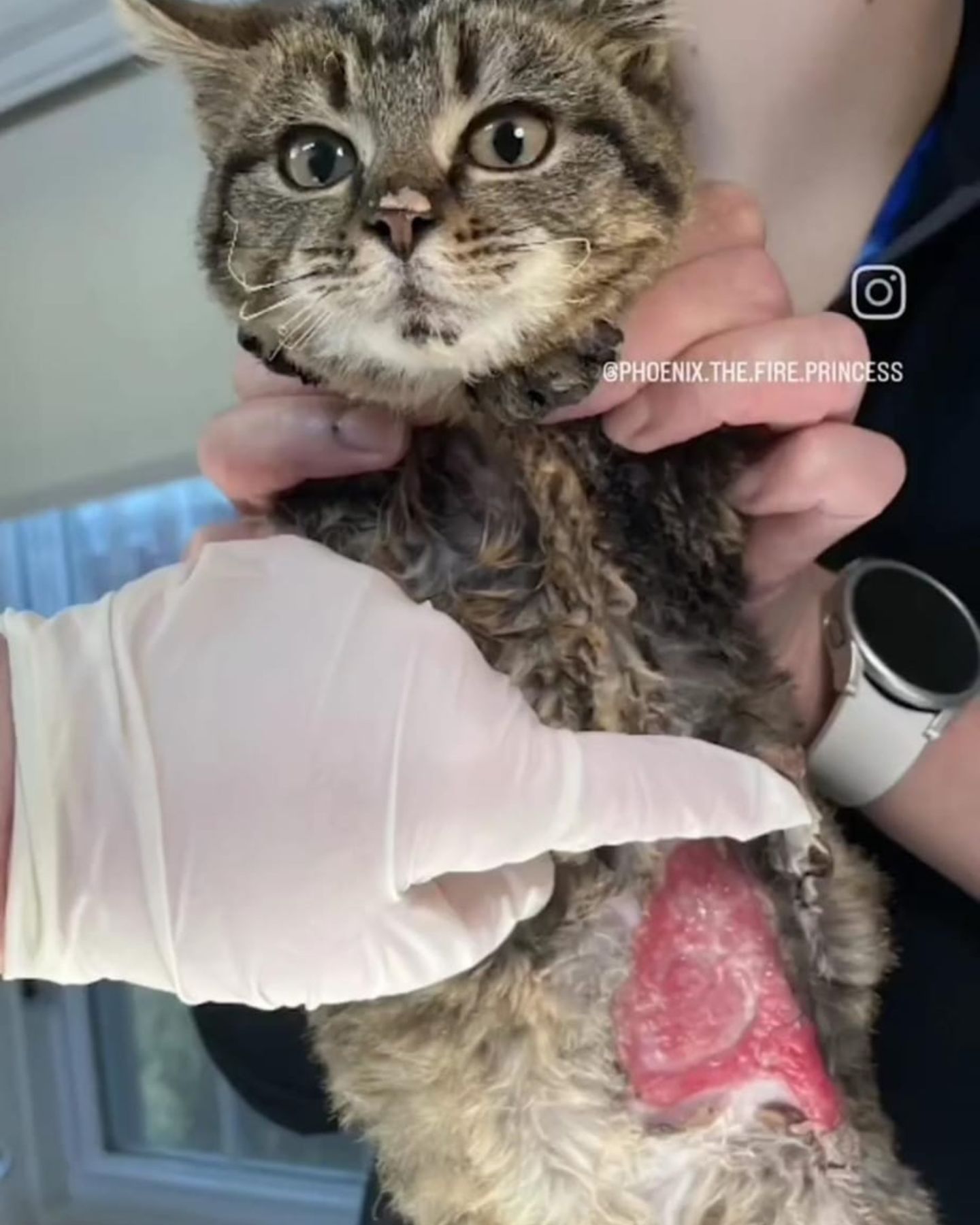 injured cat