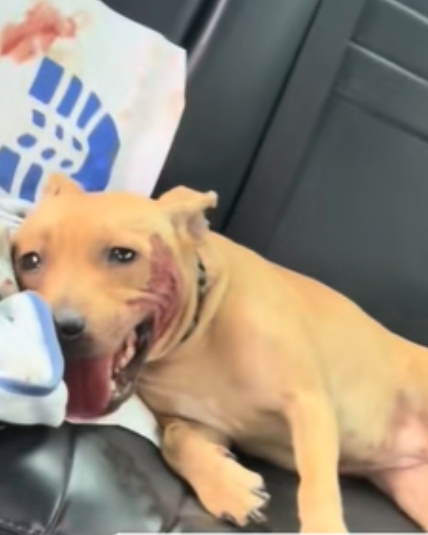 injured dog is back in the car