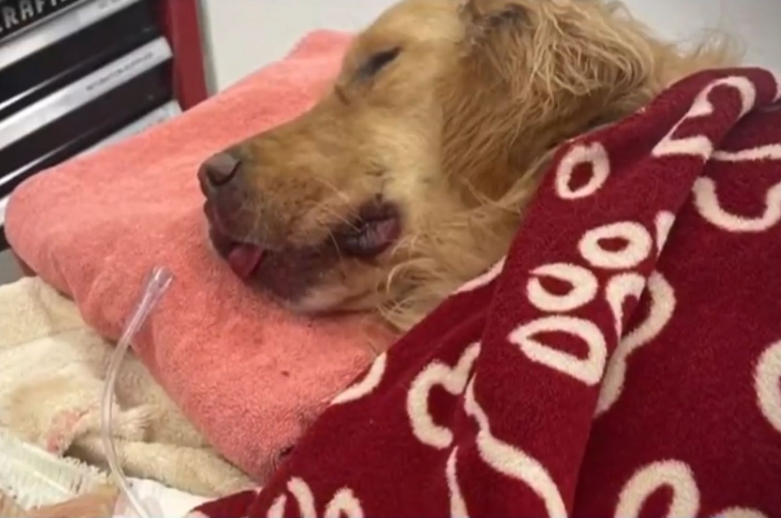 injured golden retriever