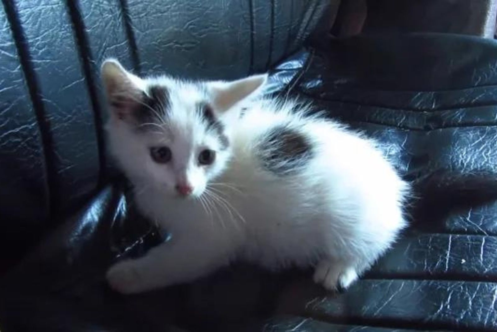injured kitten