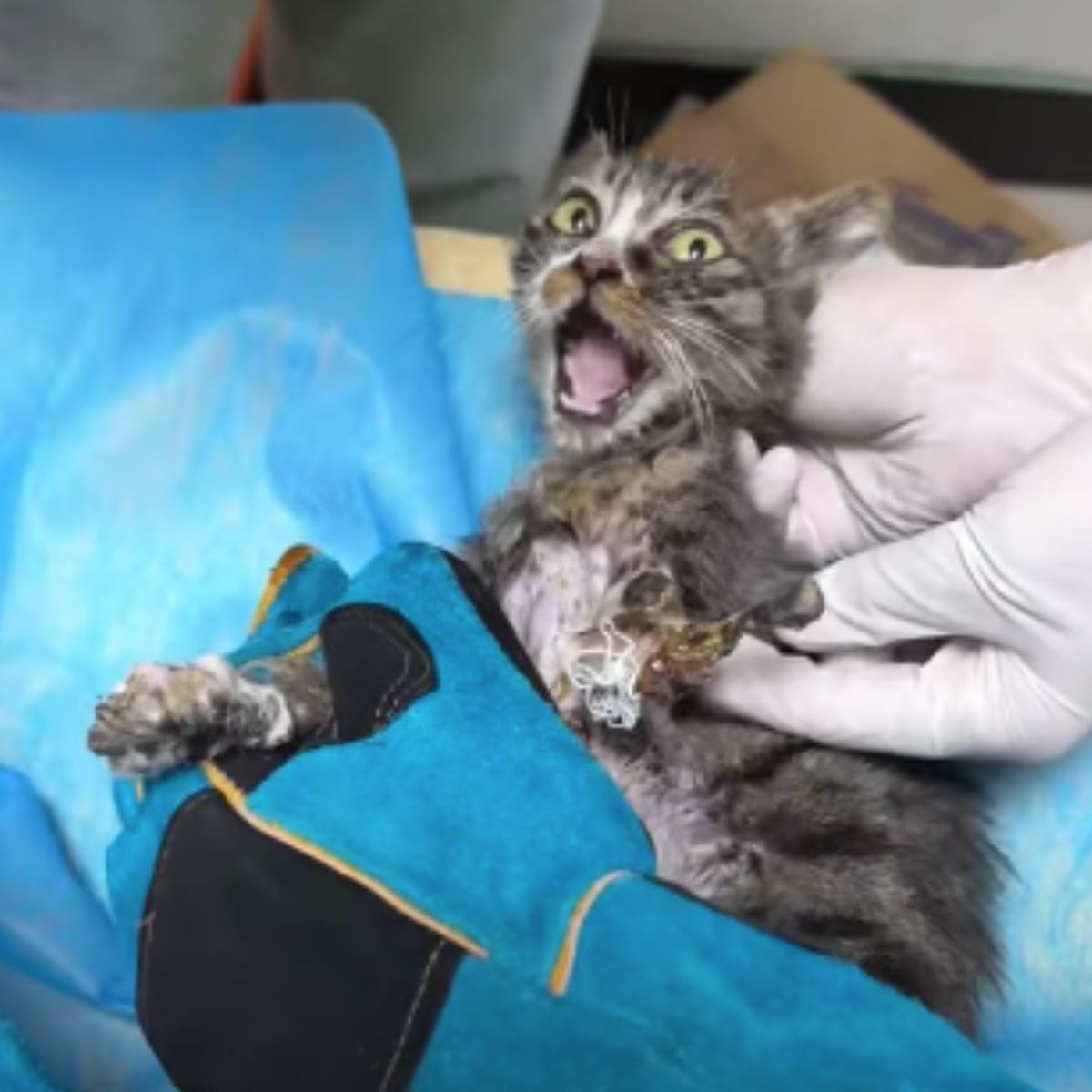 injured kitten