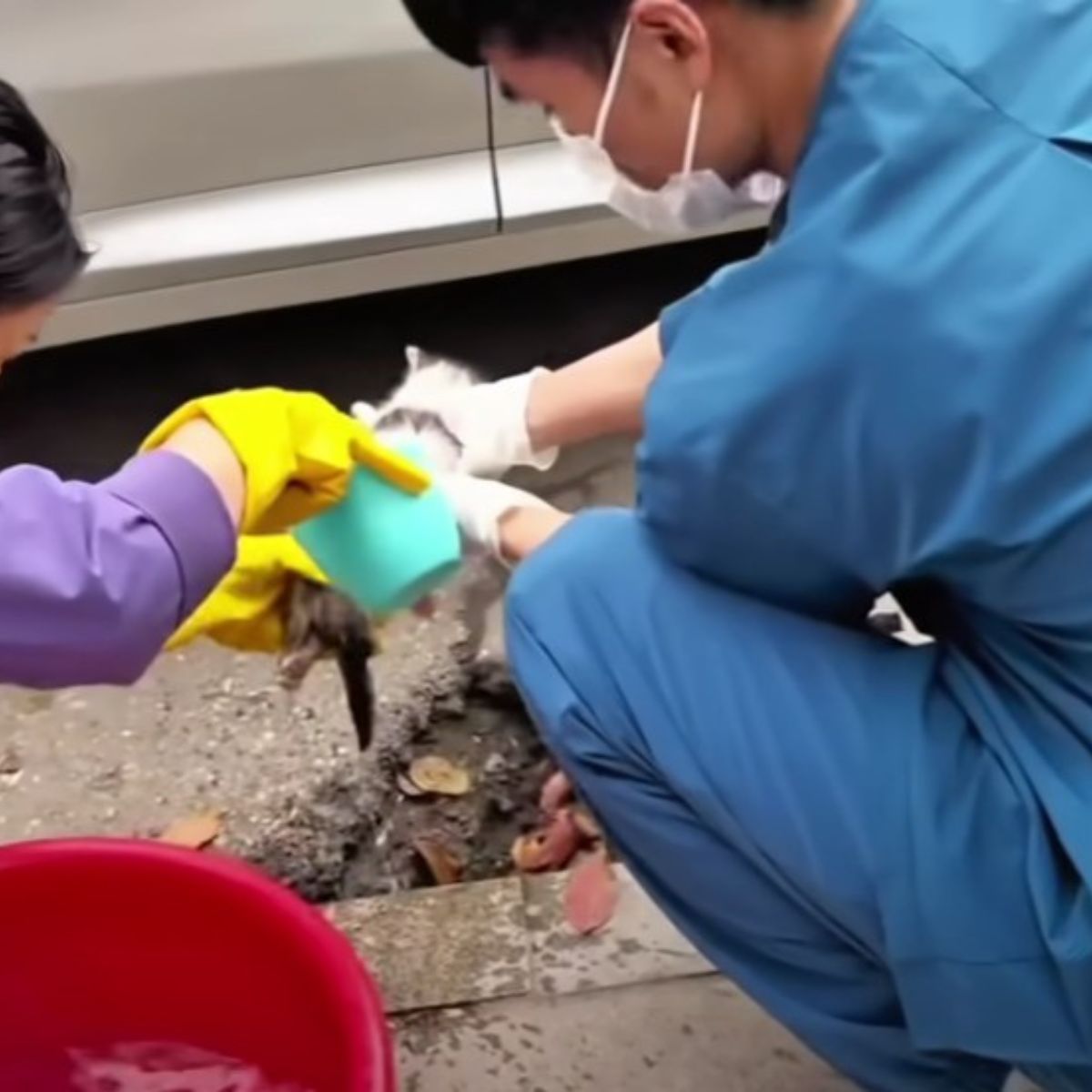 injured kitten getting help