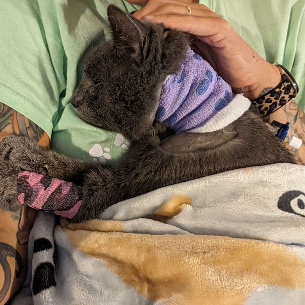 injured kitten recovering