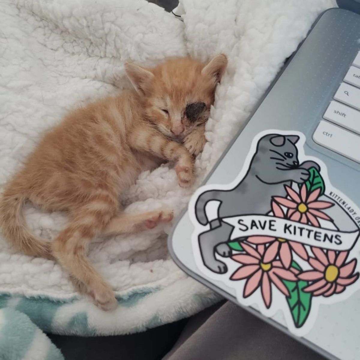 injured kitten sleeping