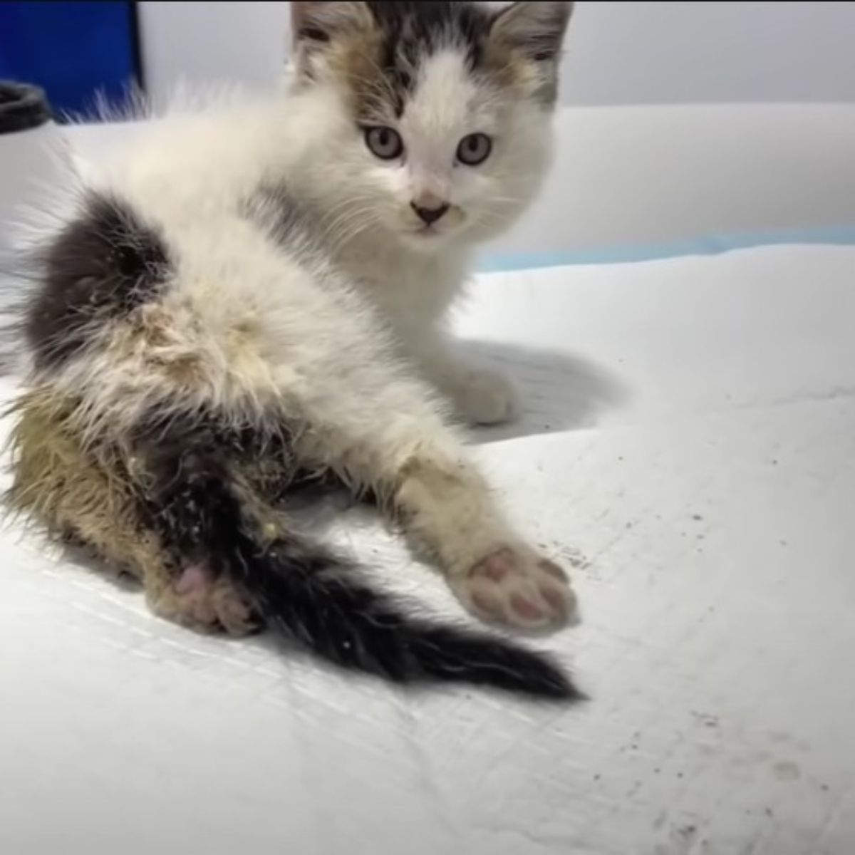 injured kitten