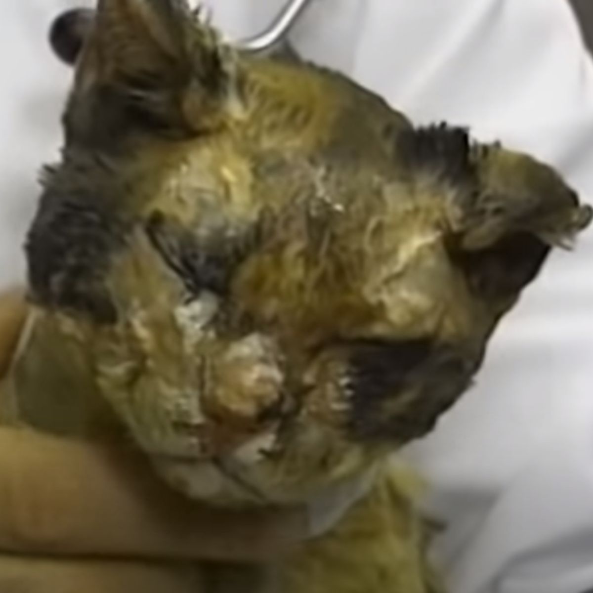 injured mama cat