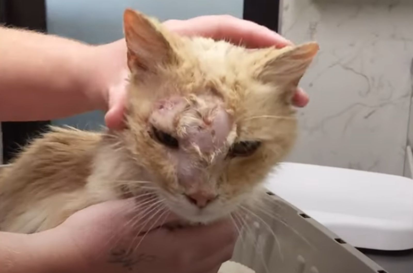 injured poor cat