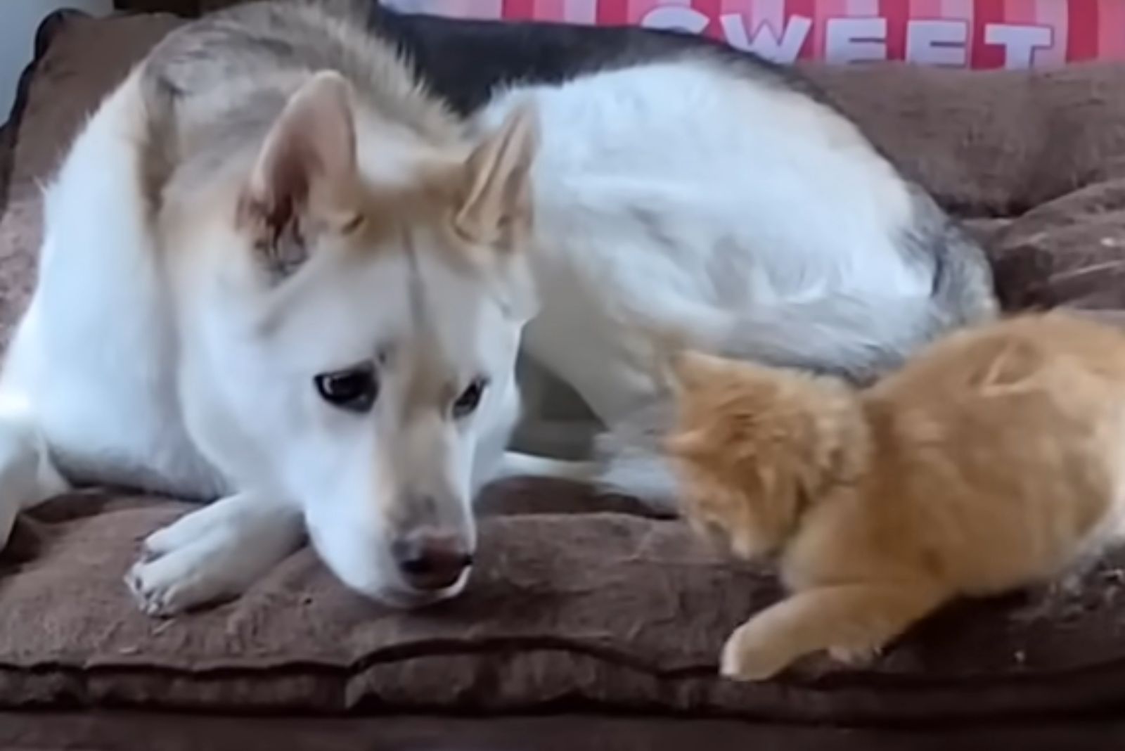 kitten and a dog