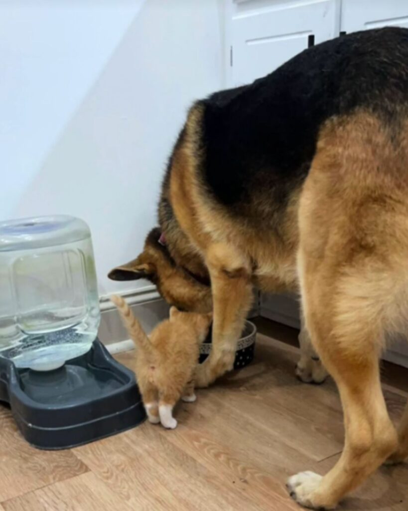 kitten and dog eat together