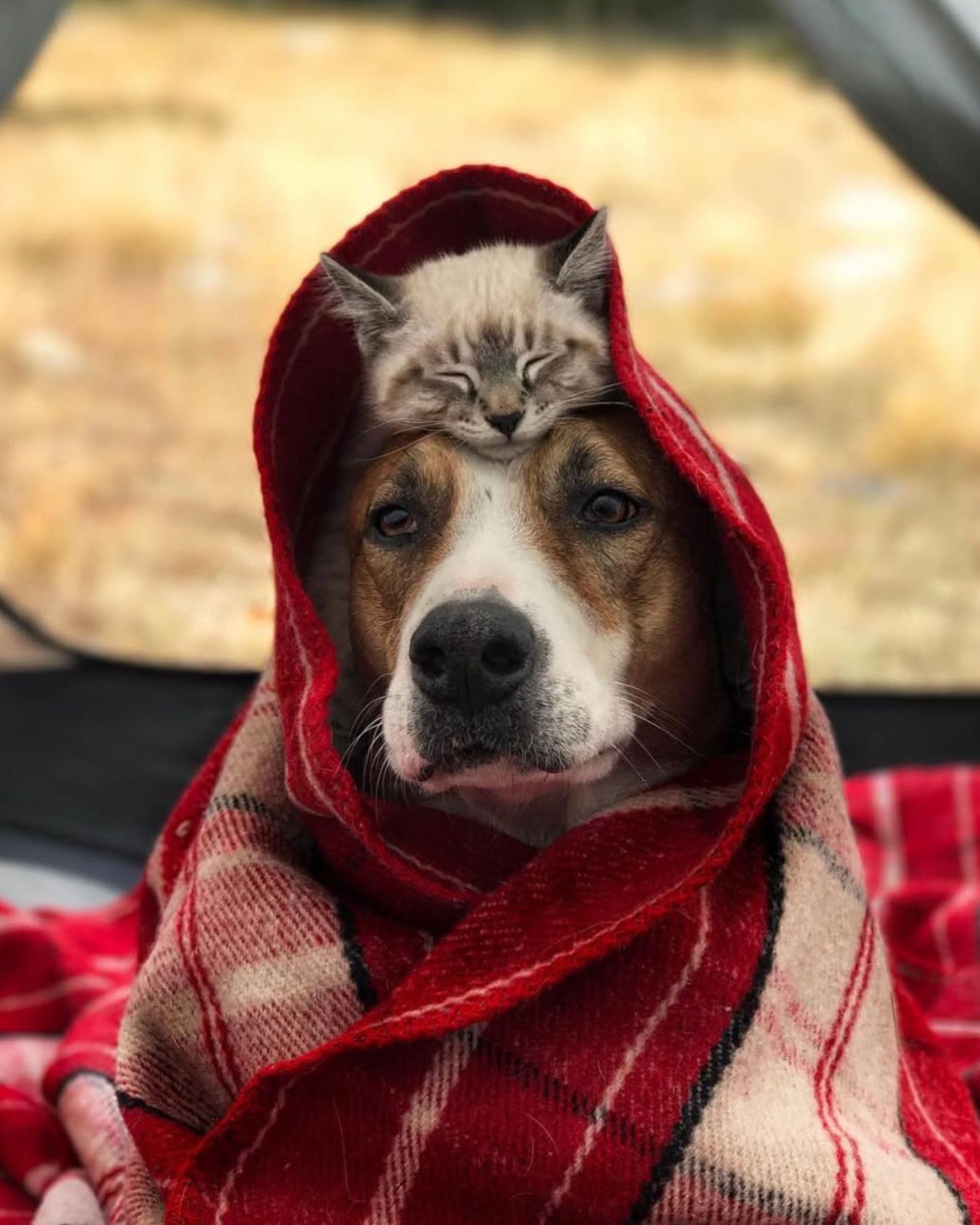 kitten and dog wrapped in a blanket