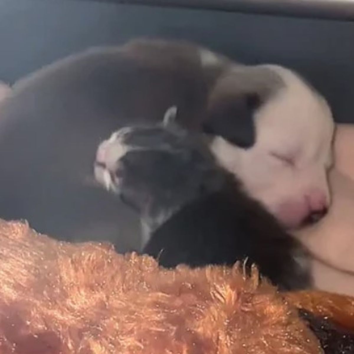 kitten and puppy sleeping
