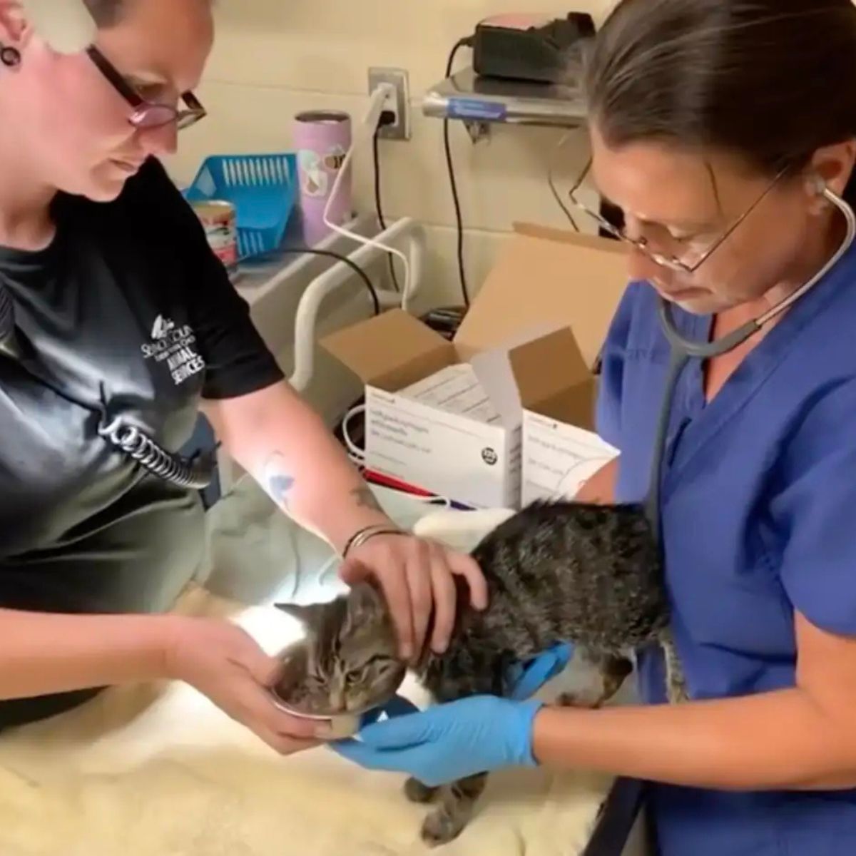 kitten at vet