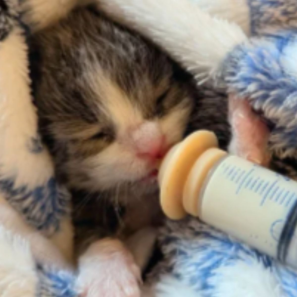 kitten bottle fed