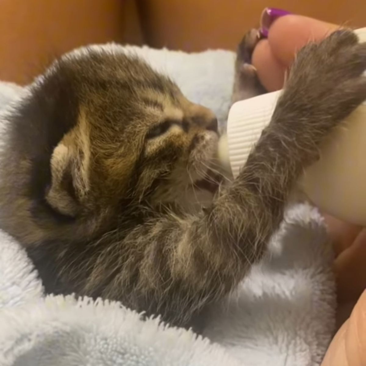 kitten bottled fed