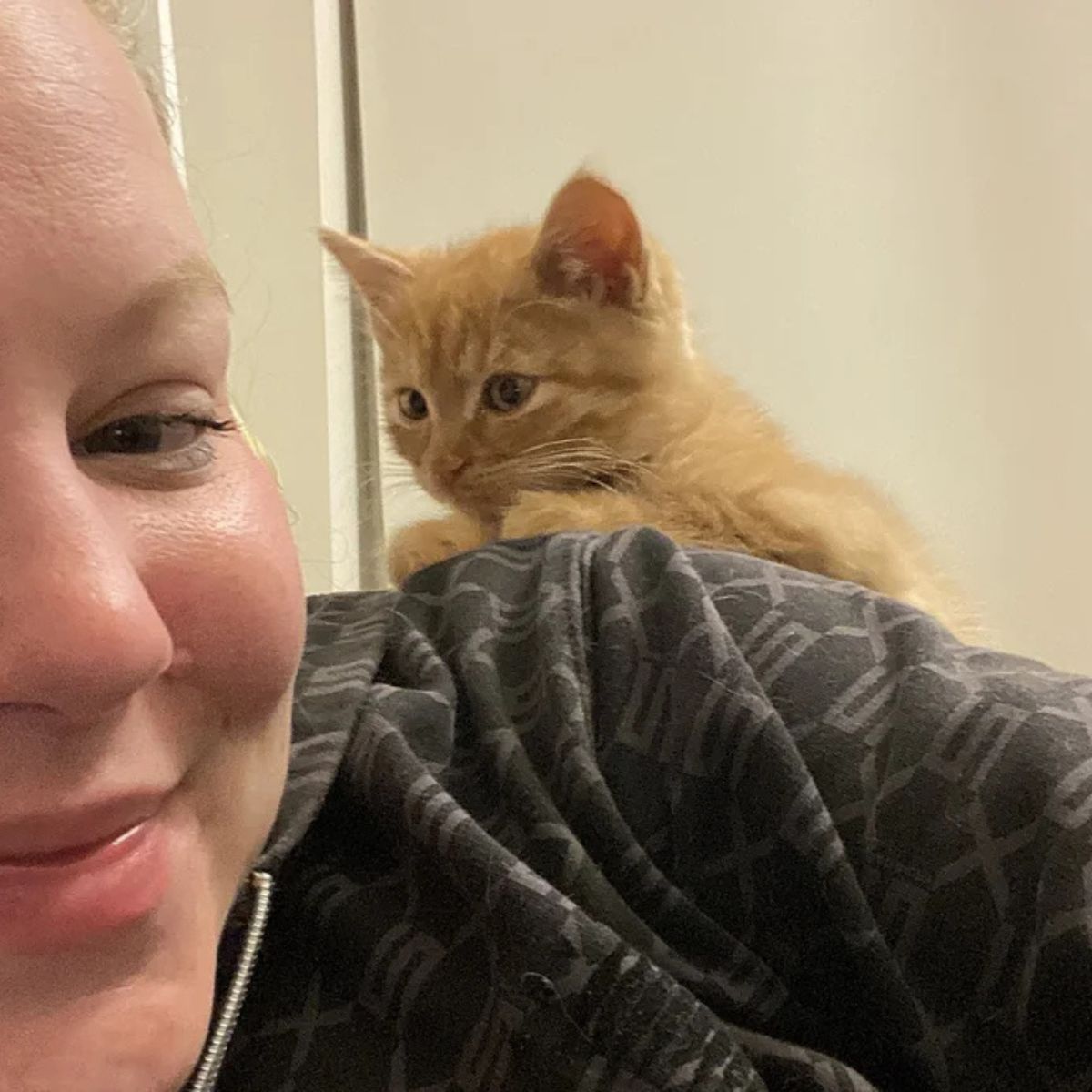kitten climbing on woman