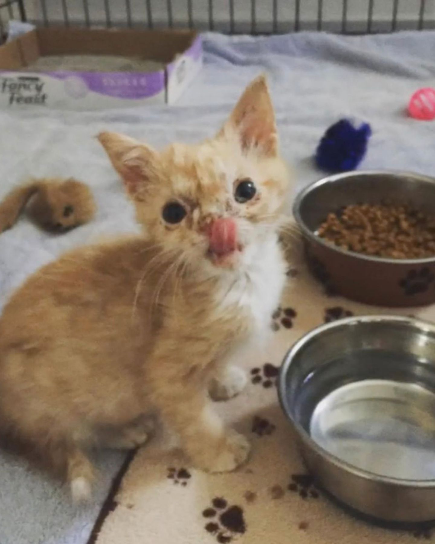 kitten eating