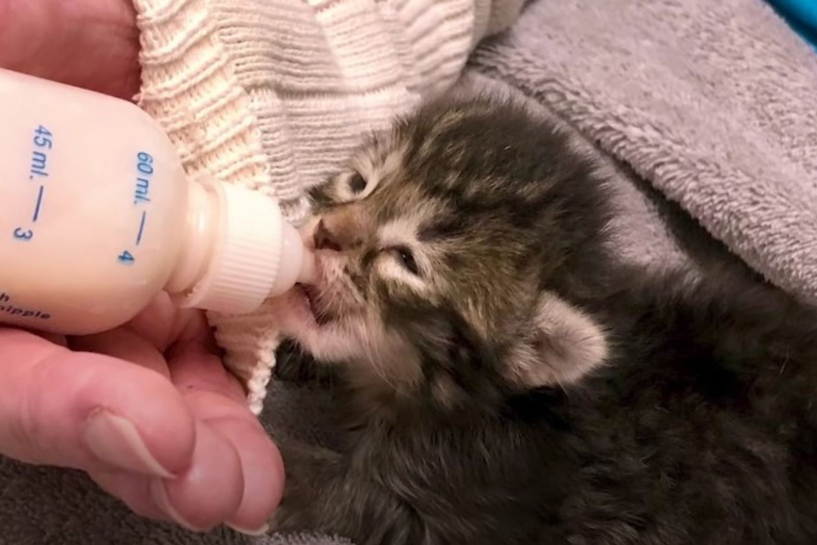 kitten eating